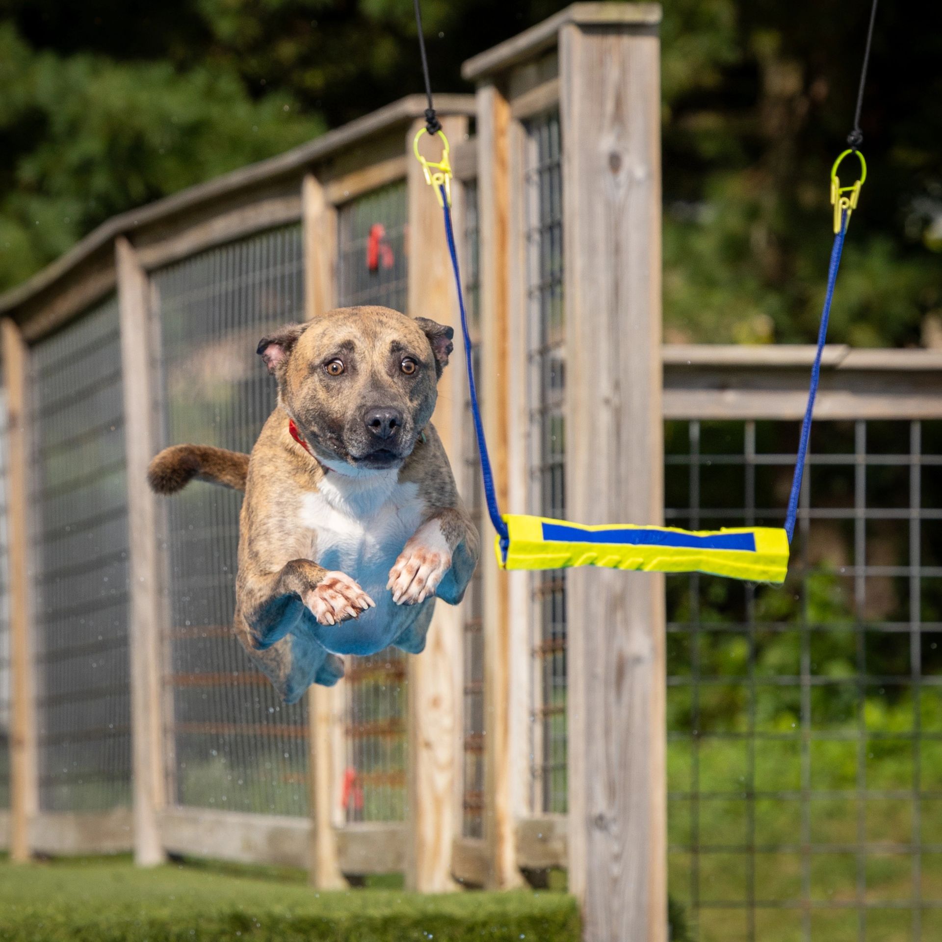 Dock diving action photography at Splash Town Warwick